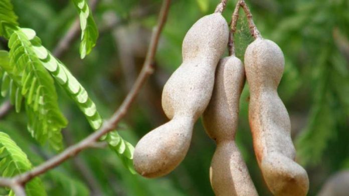 Manfaat Asam Jawa bagi Kesehatan | KILAS CIREBON